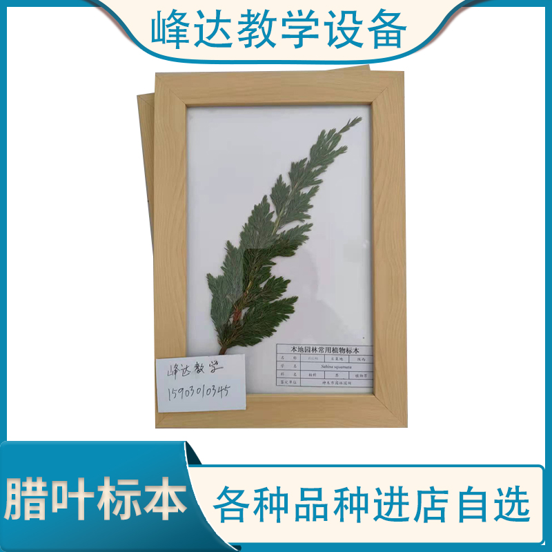 腊叶标本 花标本 干制标本 标本馆腊叶标本 厂家定制 峰达教学专业团队 标本制作厂家  