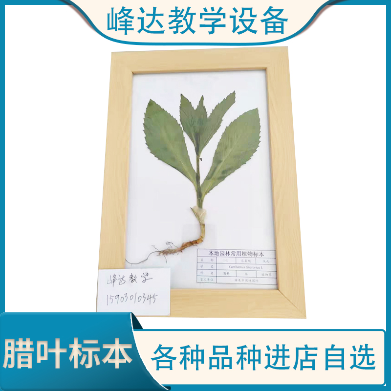  腊叶标本 植物标本 植物教学标本 标本馆腊叶标本 标本制作厂家   峰达教学专业团队