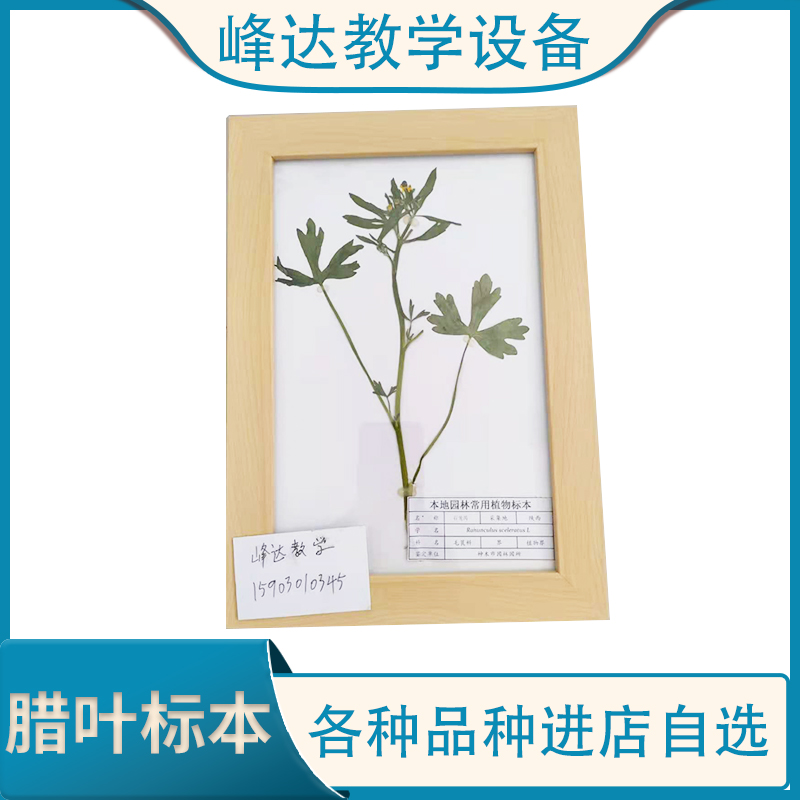 厂家定制 腊叶标本 植物教学标本 花植物标本 专业加工多年 欢迎合作  量大从优   