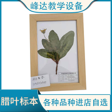 做标本的公司  腊叶标本 植物蜡叶标本 峰达老店专业加工各种标本 可以现场制作