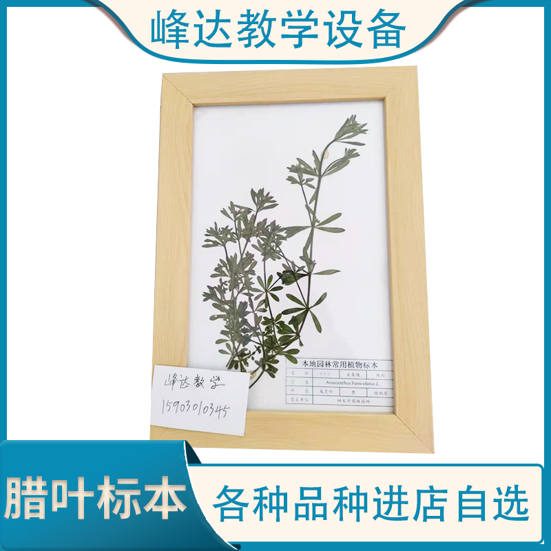 厂家批发 植物固化标本 保色腊叶标本 装饰标本