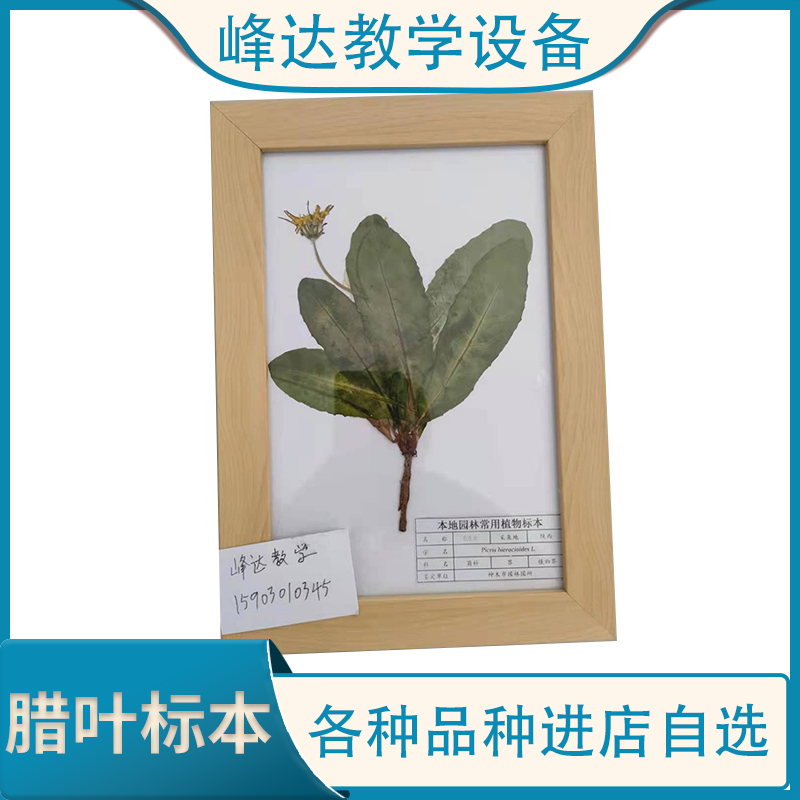 厂家批发 植物标本 保色腊叶标本 花植物标本