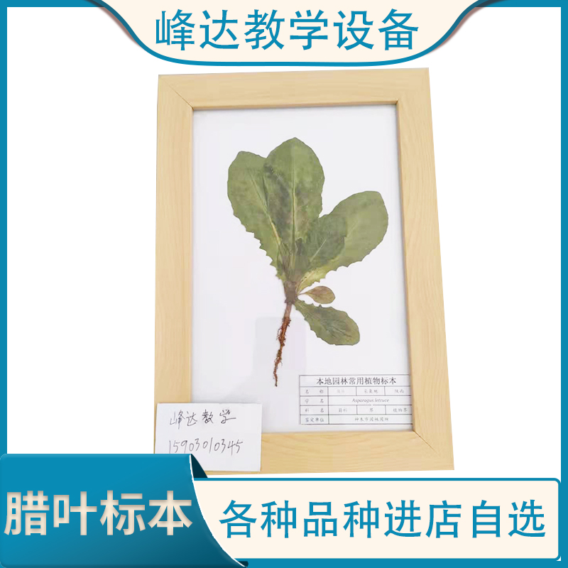 厂家直供 腊叶标本 保色腊叶标本 装饰标本 专业加工多年  有需要联系