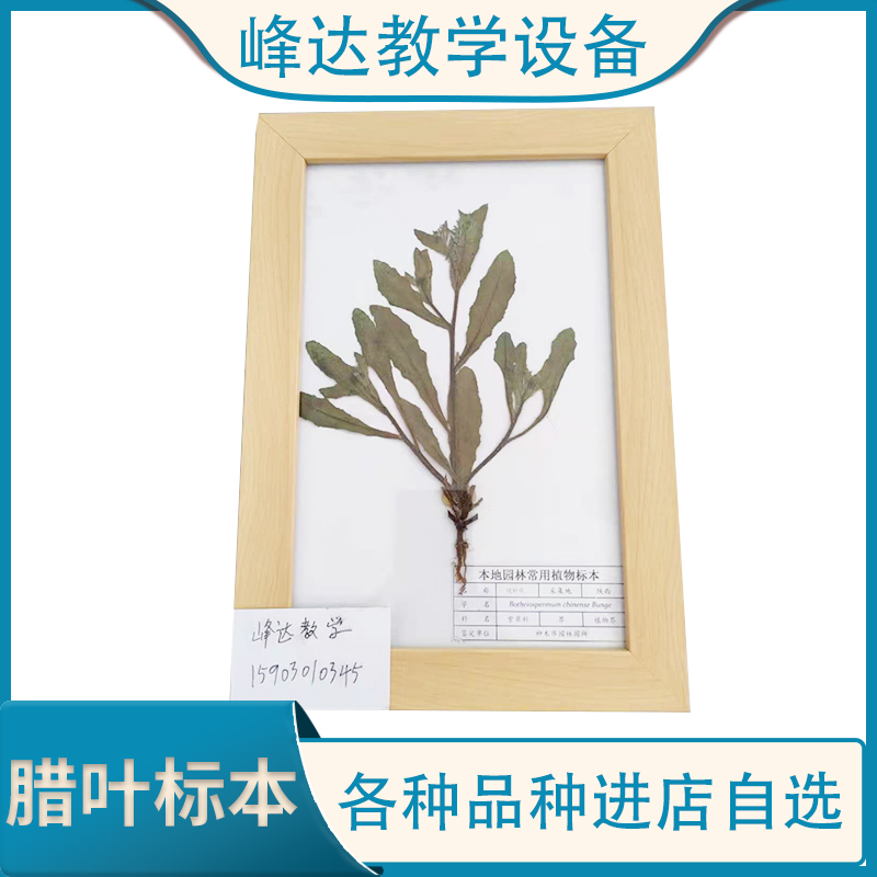 厂家直供 植物固化标本 植物教学标本 标本馆装饰腊叶标本