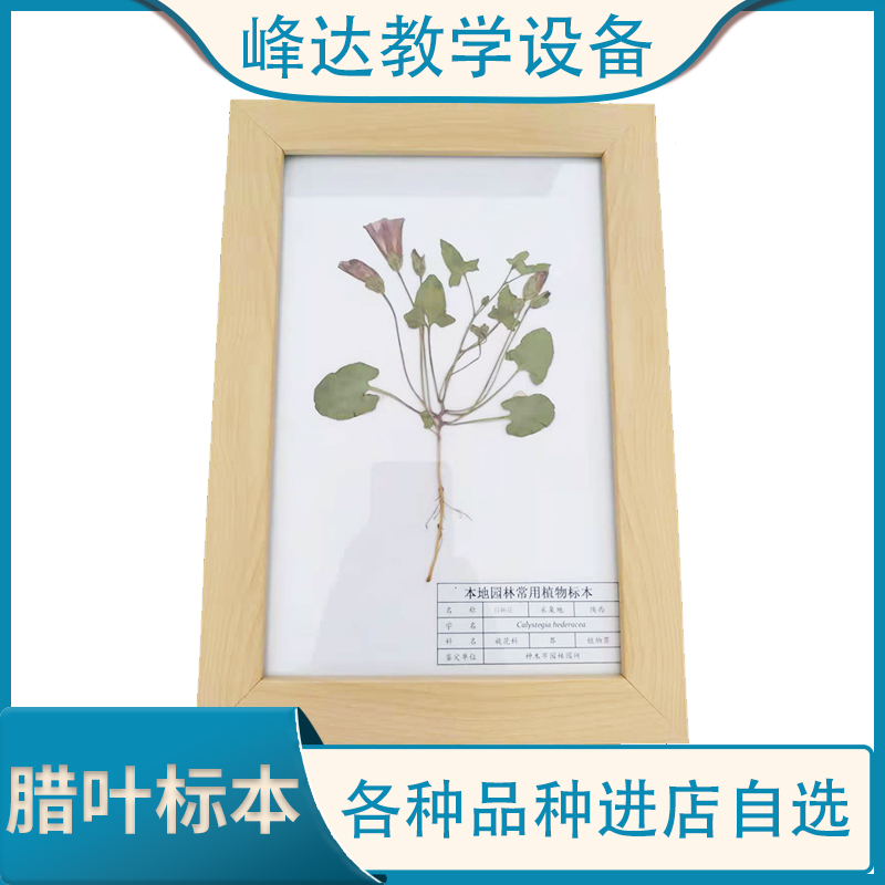 厂家定制 植物标本 植物教学标本 标本馆装饰腊叶标本