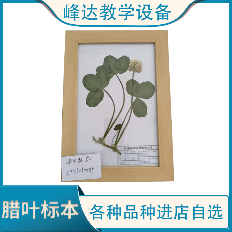 厂家批发 腊叶标本 植物腊叶标本 标本馆装饰腊叶标本