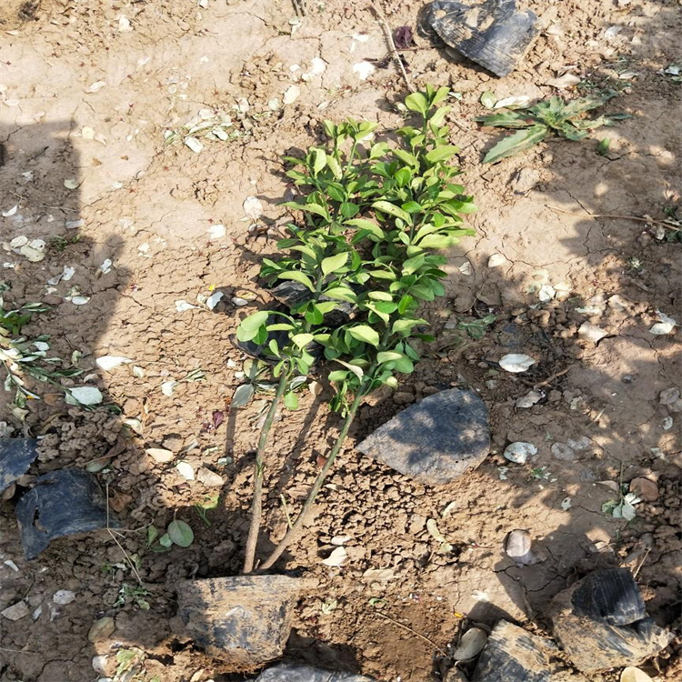 吉林大叶黄杨供应商 地被绿篱用苗大叶黄杨批发 欢迎致电咨询