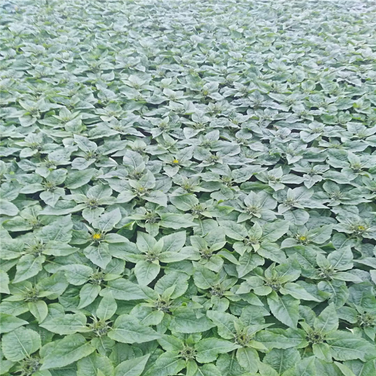 天津向日葵供应 向日葵花海 庭院美化向日葵 江瑞