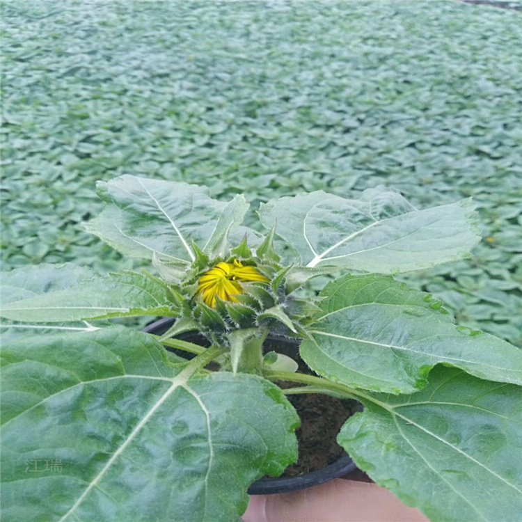 浙江绿化向日葵出售 江瑞花卉 美丽乡村矮化向日葵种植户