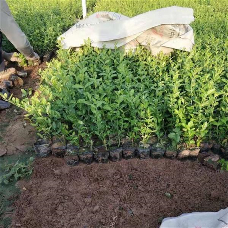 多分枝爬行卫矛基地 河南爬行卫矛出售 江瑞园艺