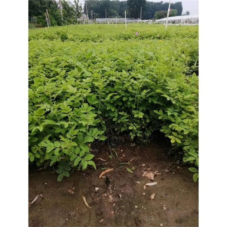河北四季玫瑰批发 江瑞园艺 四季玫瑰大量上市