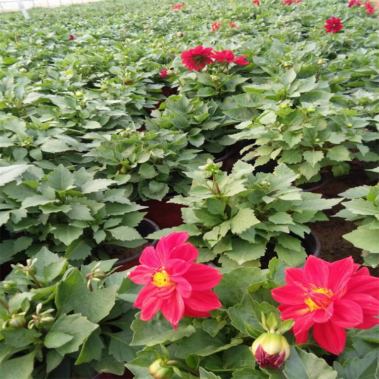 庭院美化小丽花 花镜花卉小丽花种植户 江苏小丽花