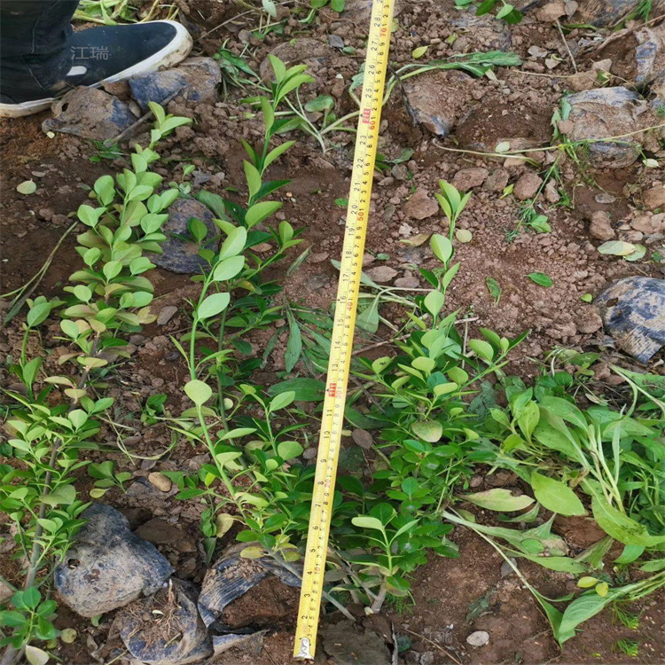 美丽乡村绿化用苗卫矛供应 好种植 成活高 好管理