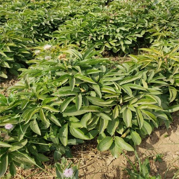 芍药杯苗价格自产青州 基地 青州直供  绿化 批发 