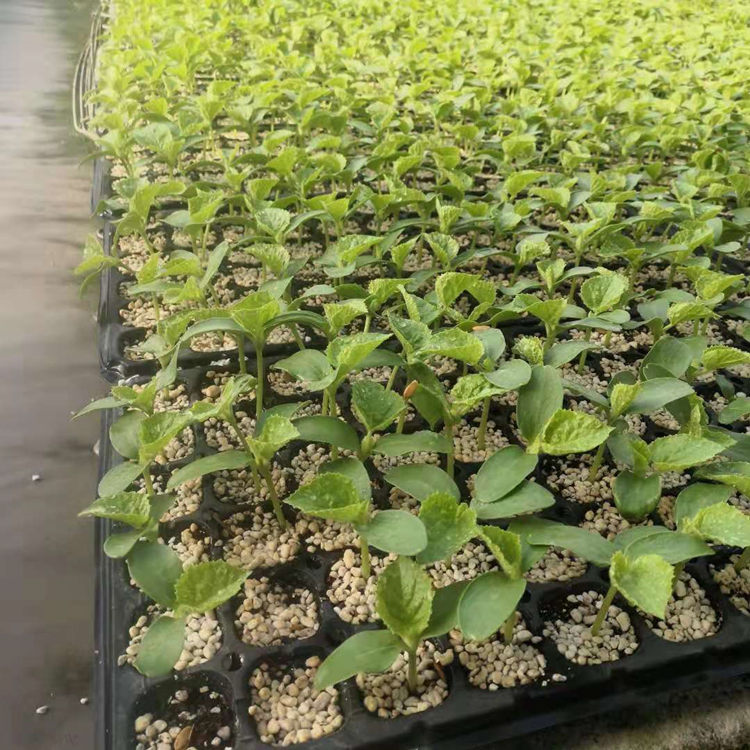 温室种植抗旱甜瓜苗 大果型抗死棵甜瓜种苗 欢迎询价