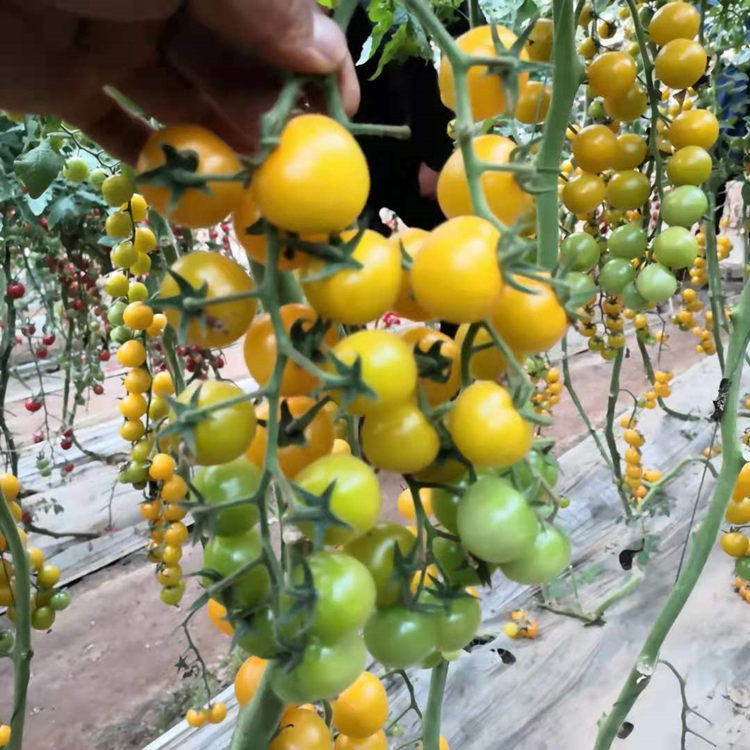 西红柿苗场出售小黄番茄  长势好小西红柿苗  果粒大小均匀