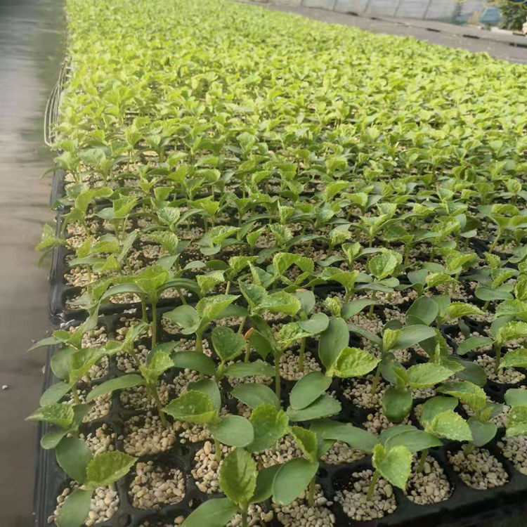 温室种植抗死棵抗褪绿甜瓜种苗 长势好甜瓜苗 方便运输 价格低