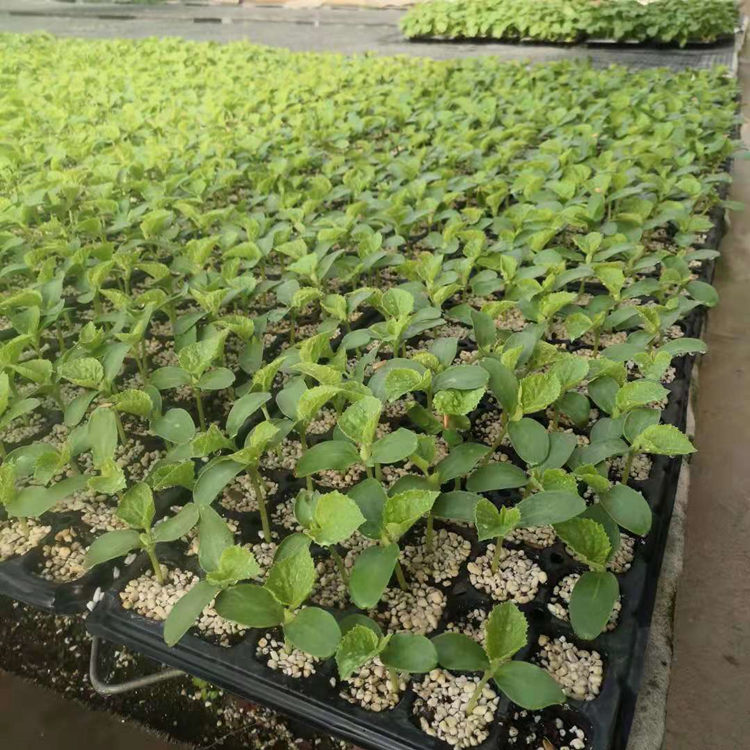 寿光温室种植网纹瓜行情 哈密瓜苗 大果型