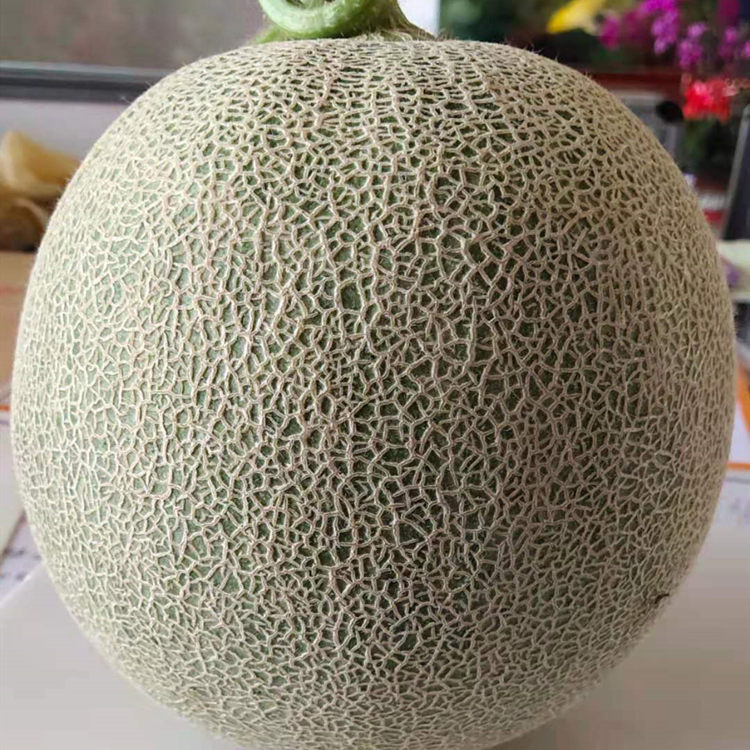 寿光蔬菜大棚种植网纹甜瓜种苗 果型高圆甜瓜苗  价格实惠