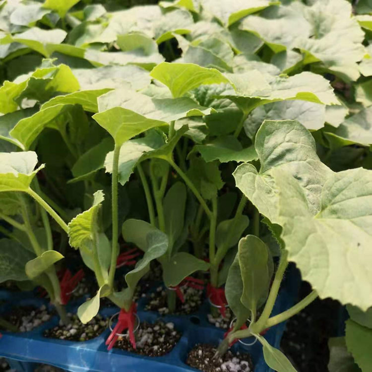 大量上市哈密瓜种苗   网纹甜瓜种苗 口感好果味浓郁