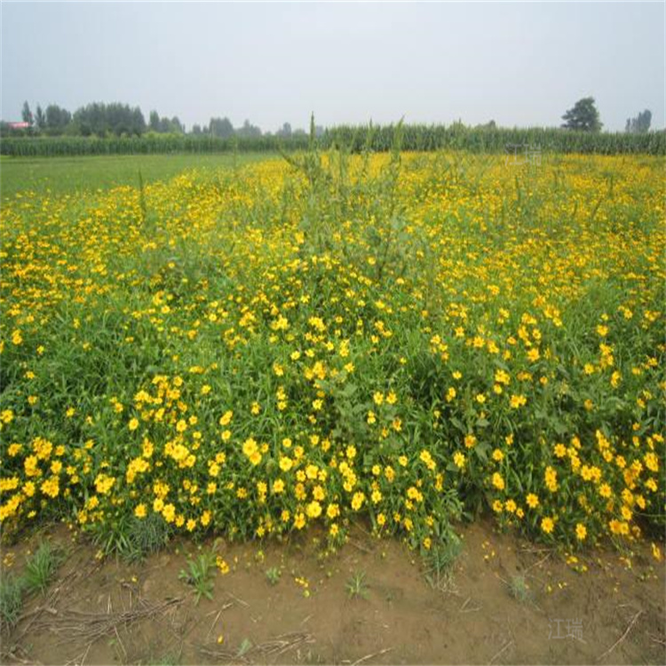 山西金鸡菊批发 适合大片种植金鸡菊苗出售 金鸡菊种子