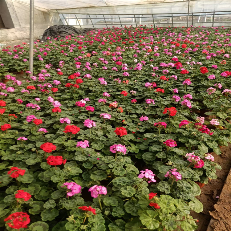 河南天竺葵种植基地 庭院绿化天竺葵批发 江瑞花卉