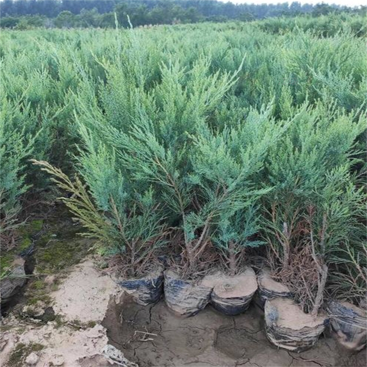 护坡绿化沙地柏供应 内蒙古沙地柏种植基地 沙地柏小苗