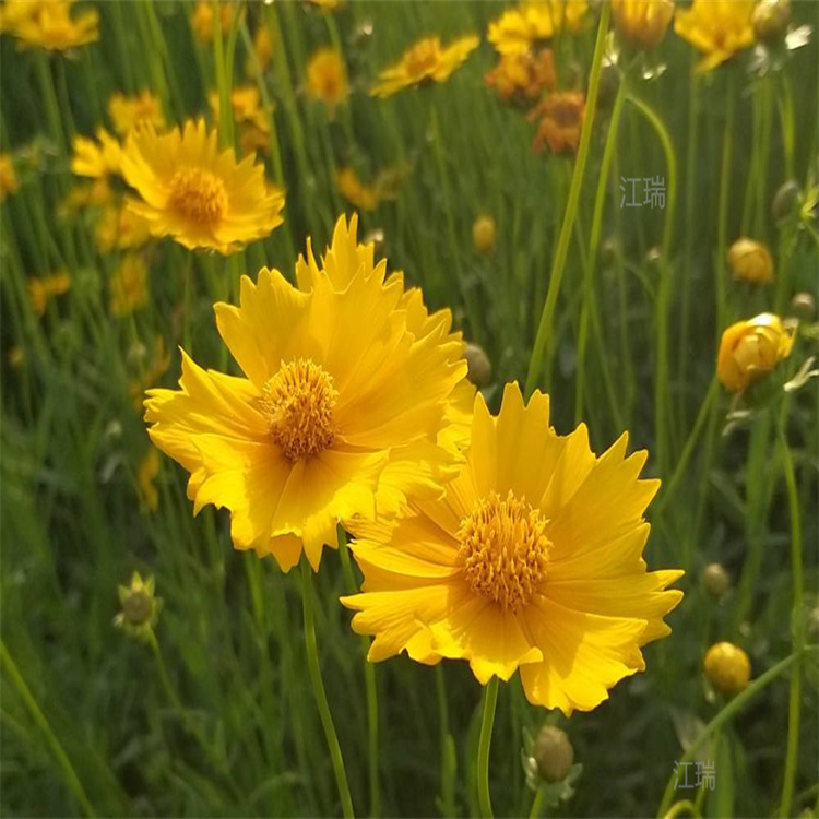 陕西大花重瓣金鸡菊批发 花海花卉用苗金鸡菊 江瑞