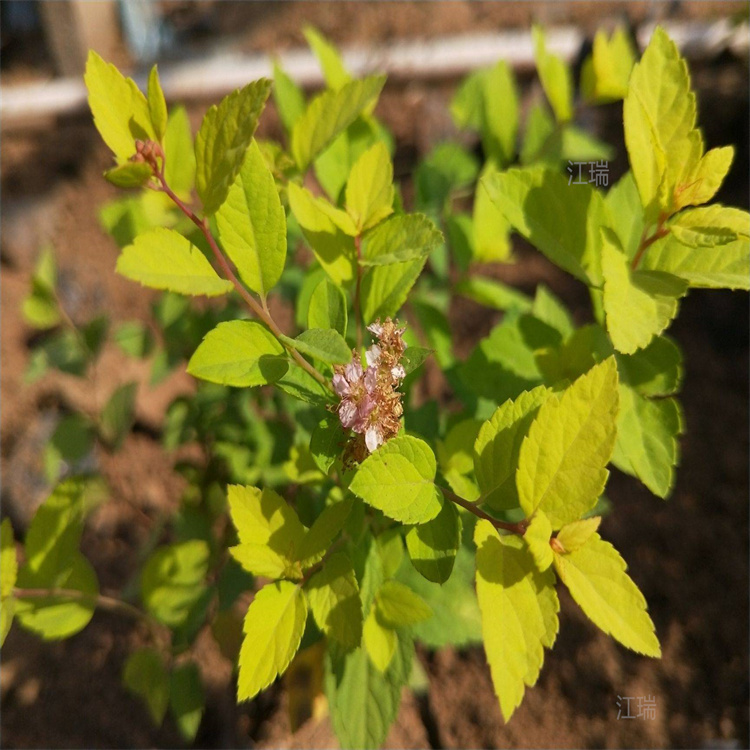 山西金山绣线菊基地 落叶灌木金山绣线菊 欢迎选购