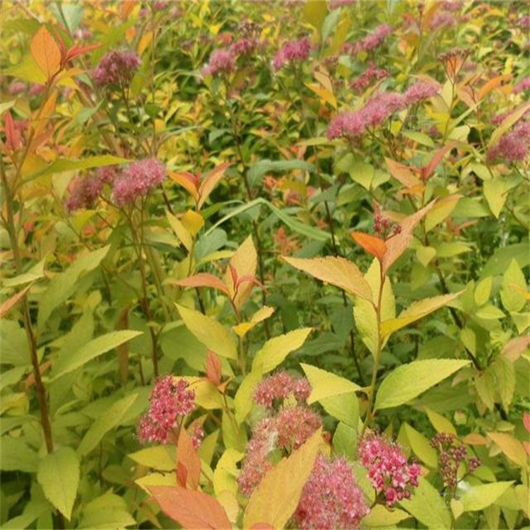 营养杯金焰绣线菊 陕西金焰绣线菊供应 美丽乡村用苗绣线菊