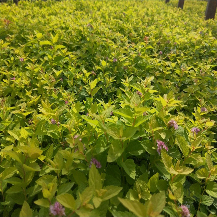 河北金焰绣线菊出售 金焰绣线菊高度 现货供应 欢迎选购