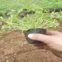 北京紫叶酢浆草基地 绿叶酢浆草批发 酢浆草种子