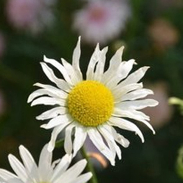 大滨菊花海 山东花卉大滨菊种子价格  欢迎选购