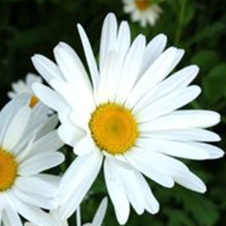 青州花卉公园大滨菊 欢迎来电咨询 大滨菊种子价格