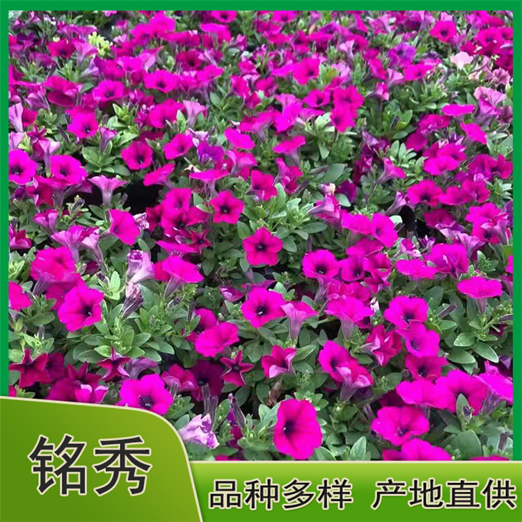垂吊牵牛上车价 阳台庭院垂吊牵牛 铭秀花卉 大量供应