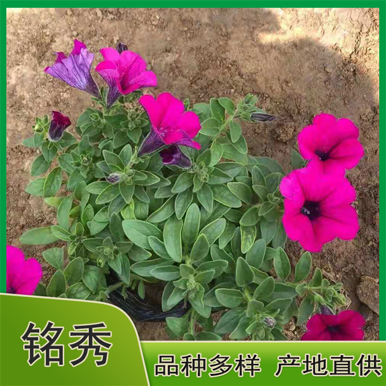 垂吊牵牛批发 青州草花基地 花卉租摆用苗
