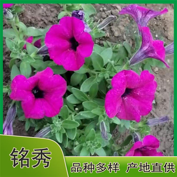 多色系垂吊牵牛 喇叭花 花色丰富艳丽 成本低 适合租摆 花海打造