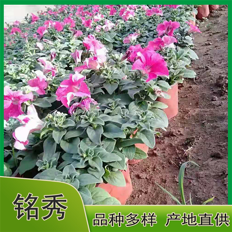 垂吊牵牛种植基地 垂吊牵牛杯苗 垂吊牵牛价格 垂吊牵牛幼苗