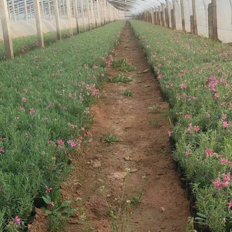 山东泽鑫芝樱苗 质优价廉 丛生福禄考供应