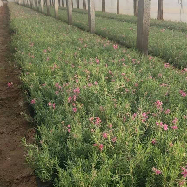 芝樱小苗 山东花卉丛生福禄考价格 质优价廉
