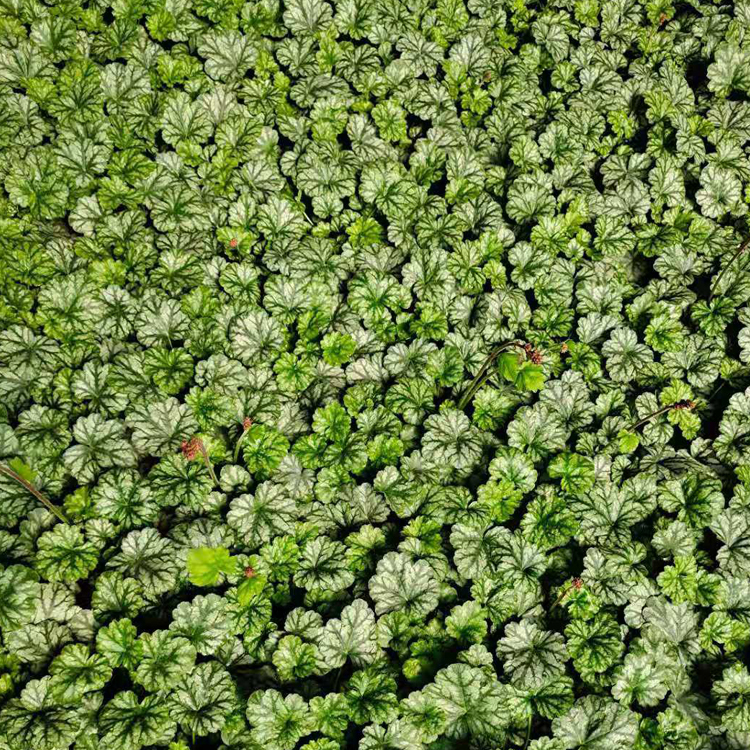 青州种植基地矾根苗绿化植被 矾根行情