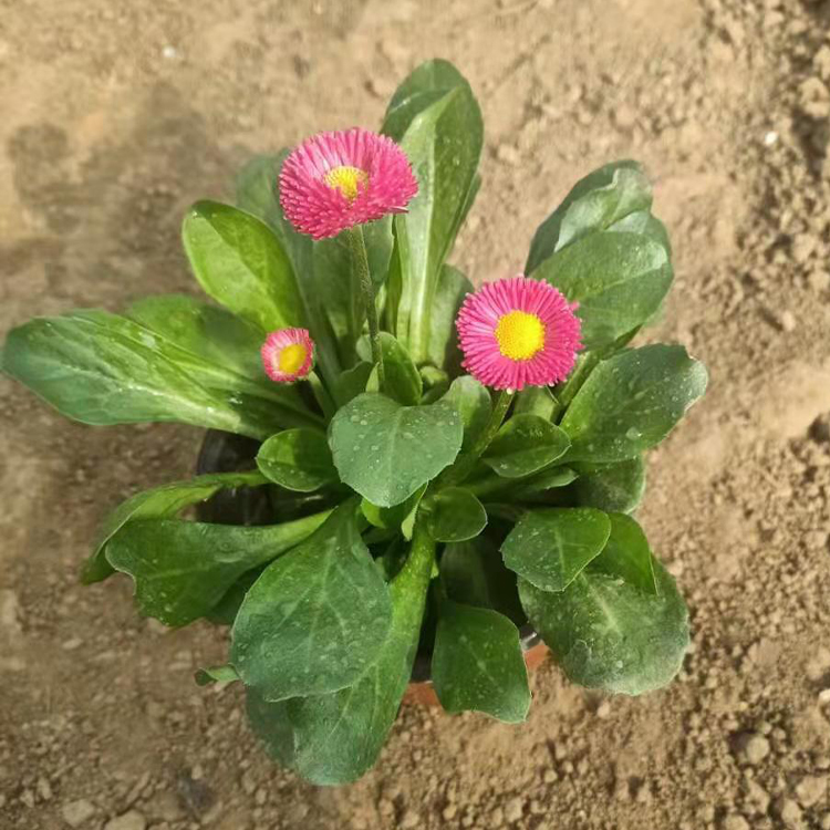 雏菊小苗 山东泽鑫雏菊种植 质优价廉