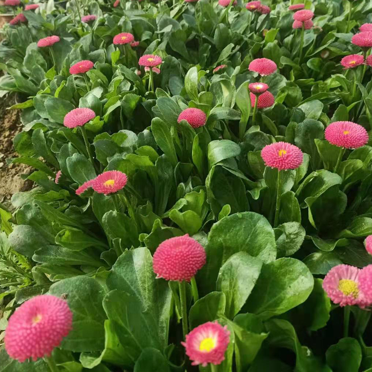 青州种植基地雏菊苗 多年生草本植物 雏菊价格