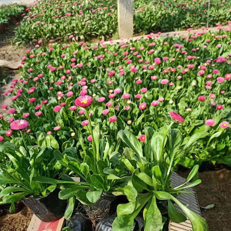 山东花卉雏菊观赏苗 质优价廉 雏菊批发