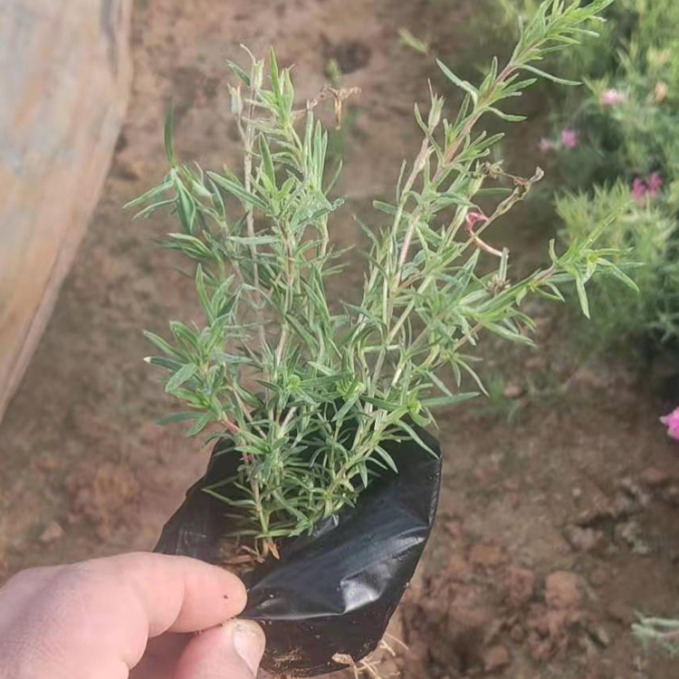 观赏用芝樱苗 山东泽鑫丛生福禄考行情 量大从优