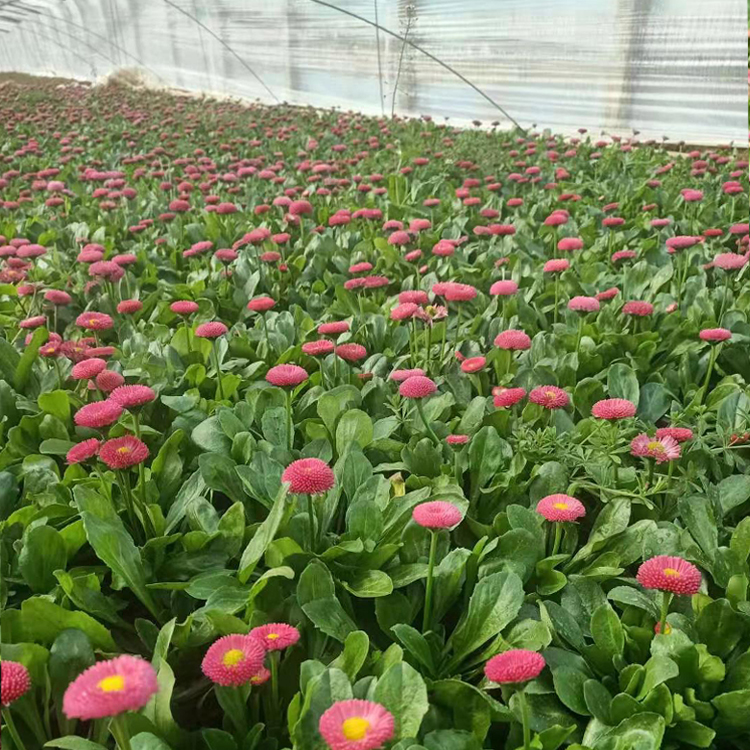 青州种植基地雏菊苗 量大从优 雏菊报价