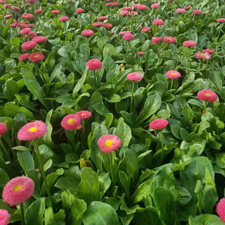 山东花卉雏菊苗 观赏价值高 雏菊种植