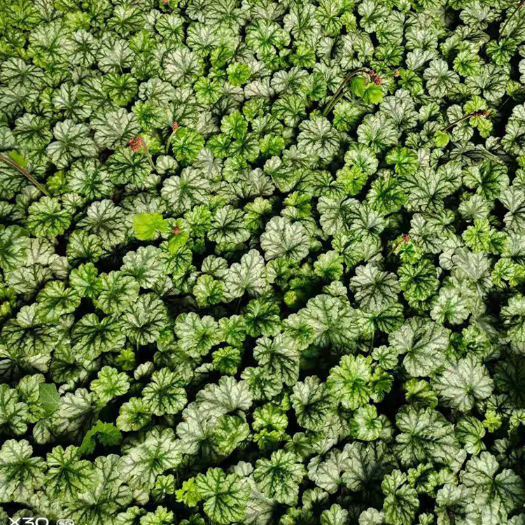 青州花卉多色矾根价格优惠 矾根批发