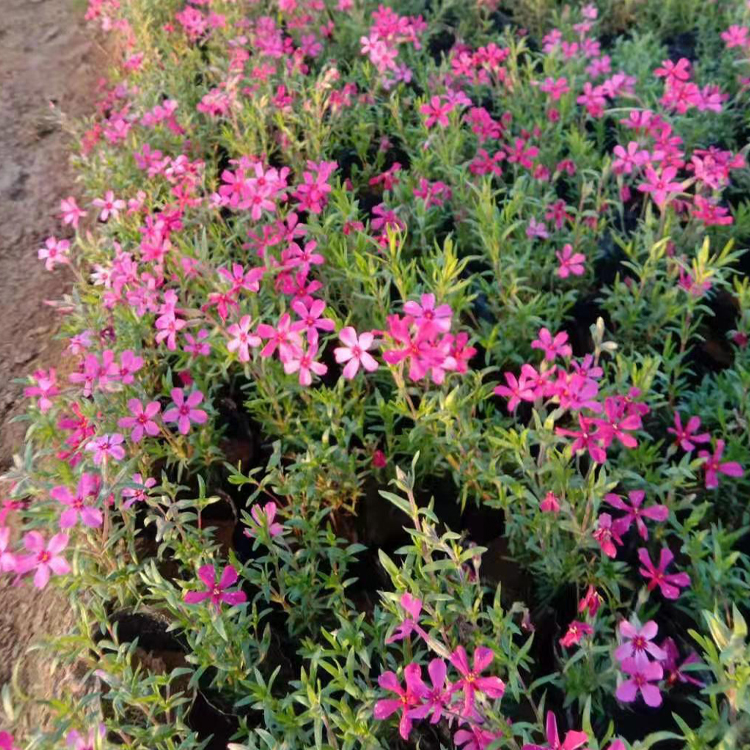 芝樱苗 青州种植基地丛生福禄考出售 质优价廉