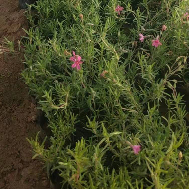 芝樱苗 泽鑫种植基地丛生福禄考报价 多年生矮小草本